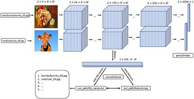 THINGSvision: A Python Toolbox for Streamlining the Extraction of Activations From Deep Neural Networks